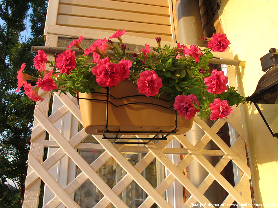 Мой балкон с цветами